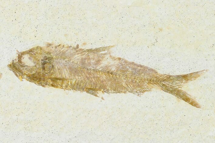 Detailed Fossil Fish (Knightia) - Wyoming #155471